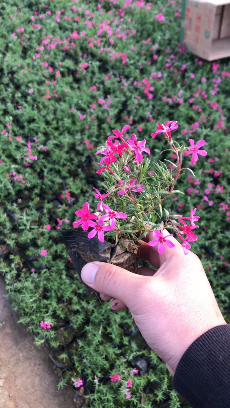 芝樱批发基地芝樱全国发货