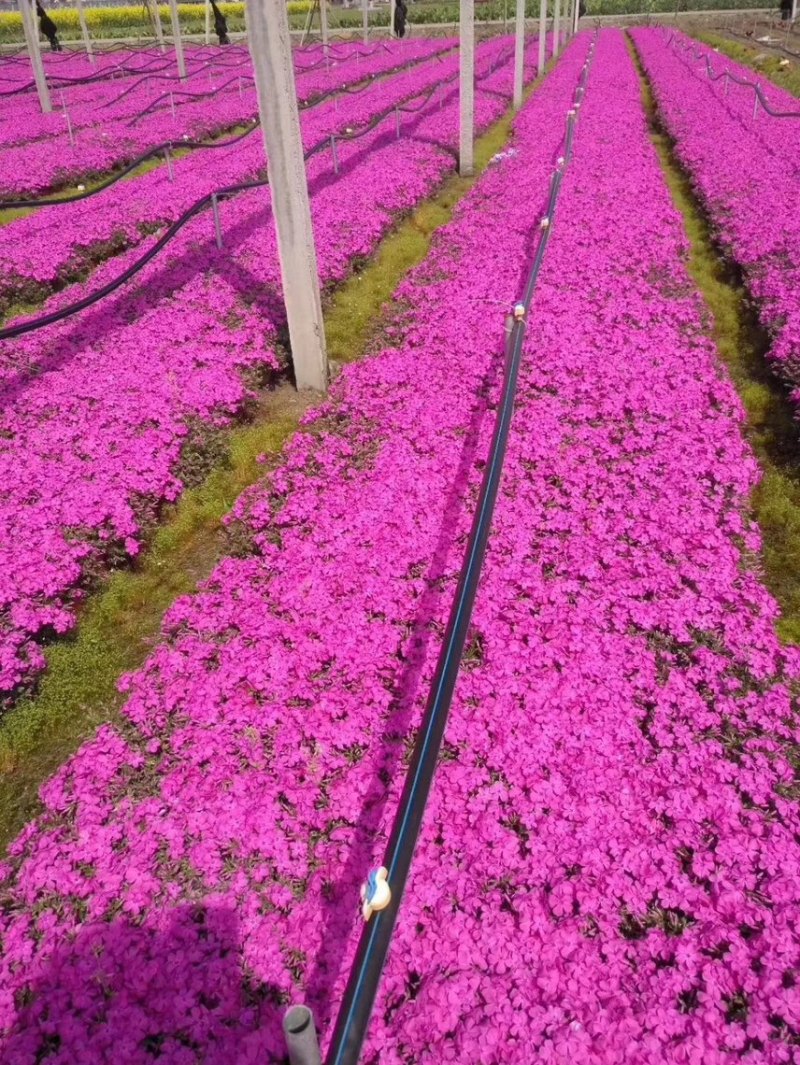 芝樱批发基地芝樱全国发货