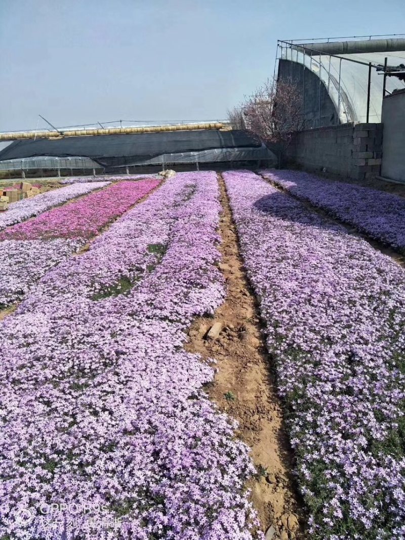 芝樱批发基地芝樱全国发货