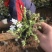 芝樱批发基地芝樱全国发货