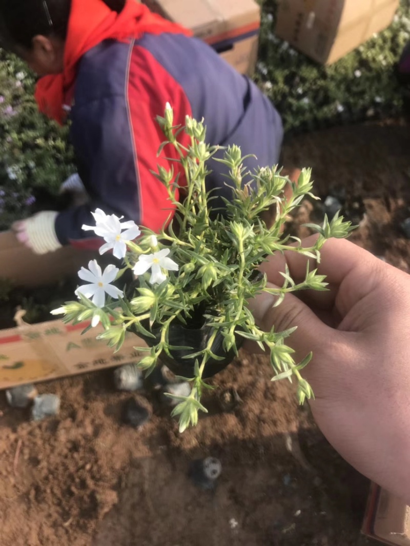 芝樱批发基地芝樱全国发货