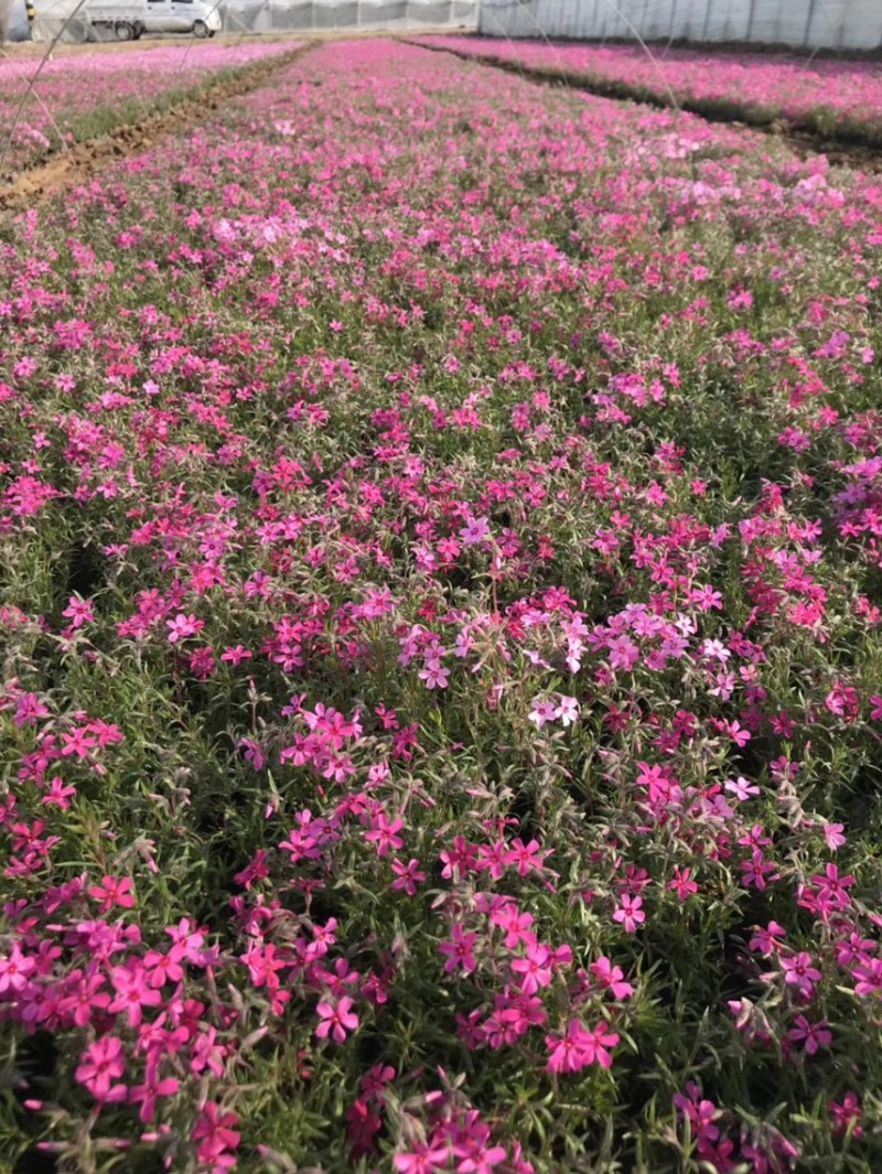 芝樱批发基地芝樱全国发货
