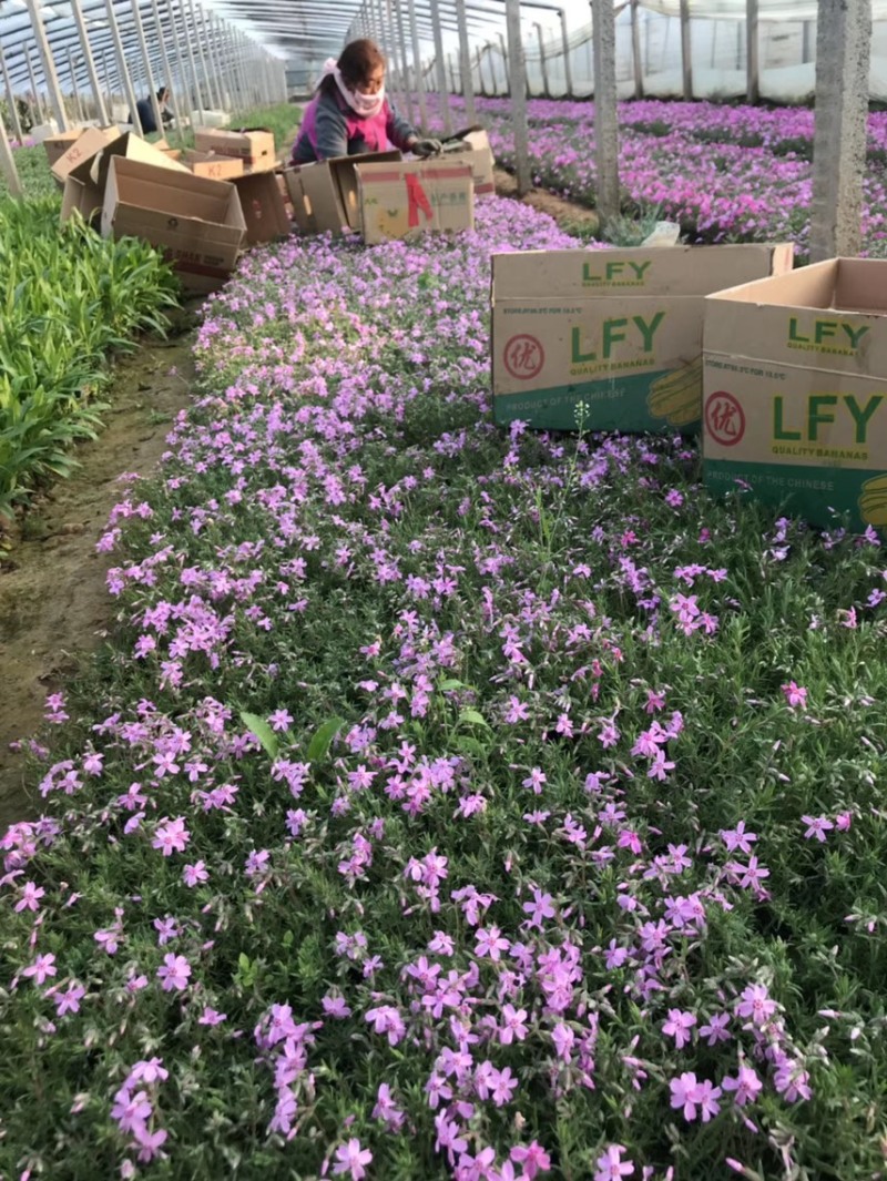 芝樱批发基地芝樱全国发货
