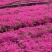 芝樱批发基地芝樱全国发货