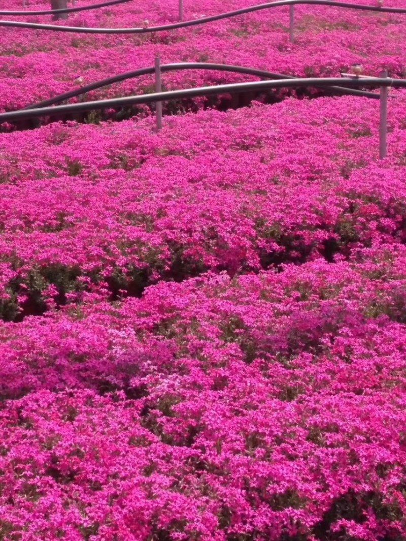 芝樱批发基地芝樱全国发货