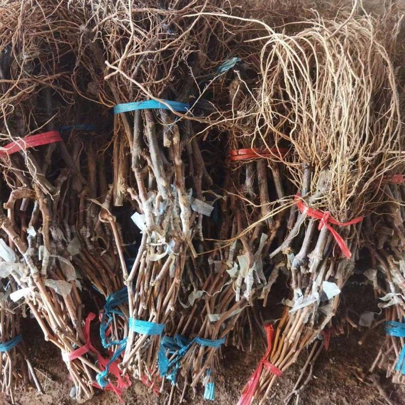 甜蜜蓝宝石葡萄苗，直根苗，嫁接苗，品种纯正。
