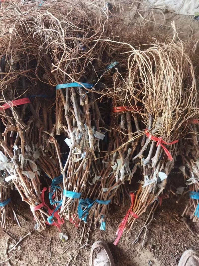 甜蜜蓝宝石葡萄苗，直根苗，嫁接苗，品种纯正。