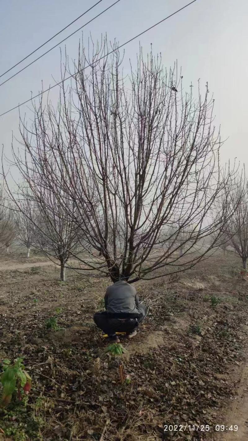 河南基地大量供应精品10----20公分绚丽海棠