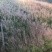 粉黛乱子草基地自产自销