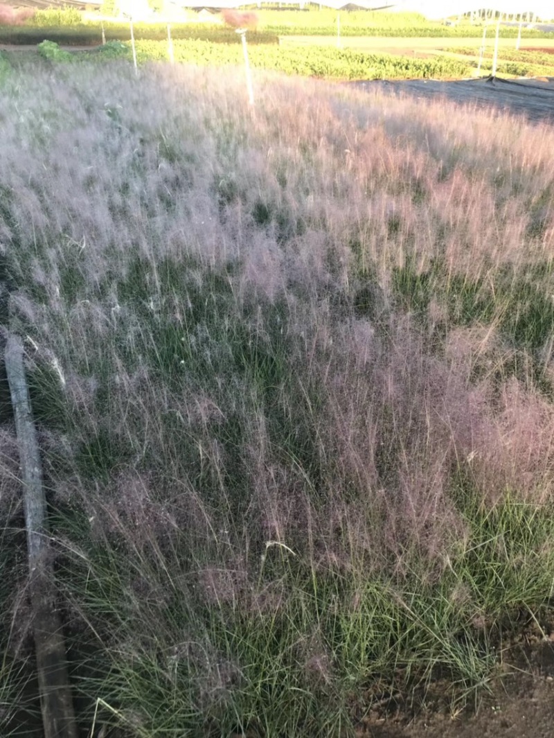 粉黛乱子草基地自产自销