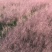 粉黛乱子草基地自产自销