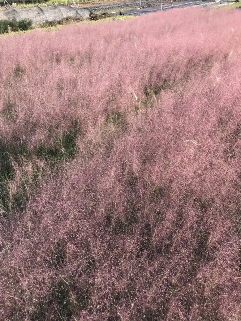 粉黛乱子草基地自产自销