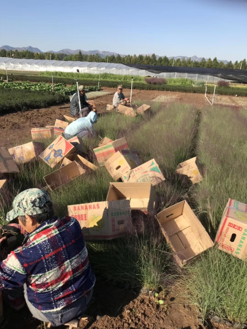 粉黛乱子草基地自产自销