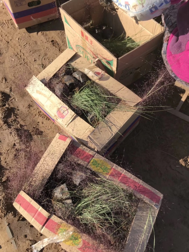 粉黛乱子草基地自产自销