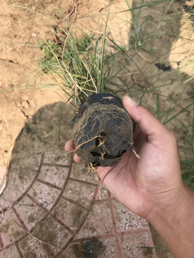 粉黛乱子草基地自产自销