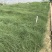 粉黛乱子草基地自产自销
