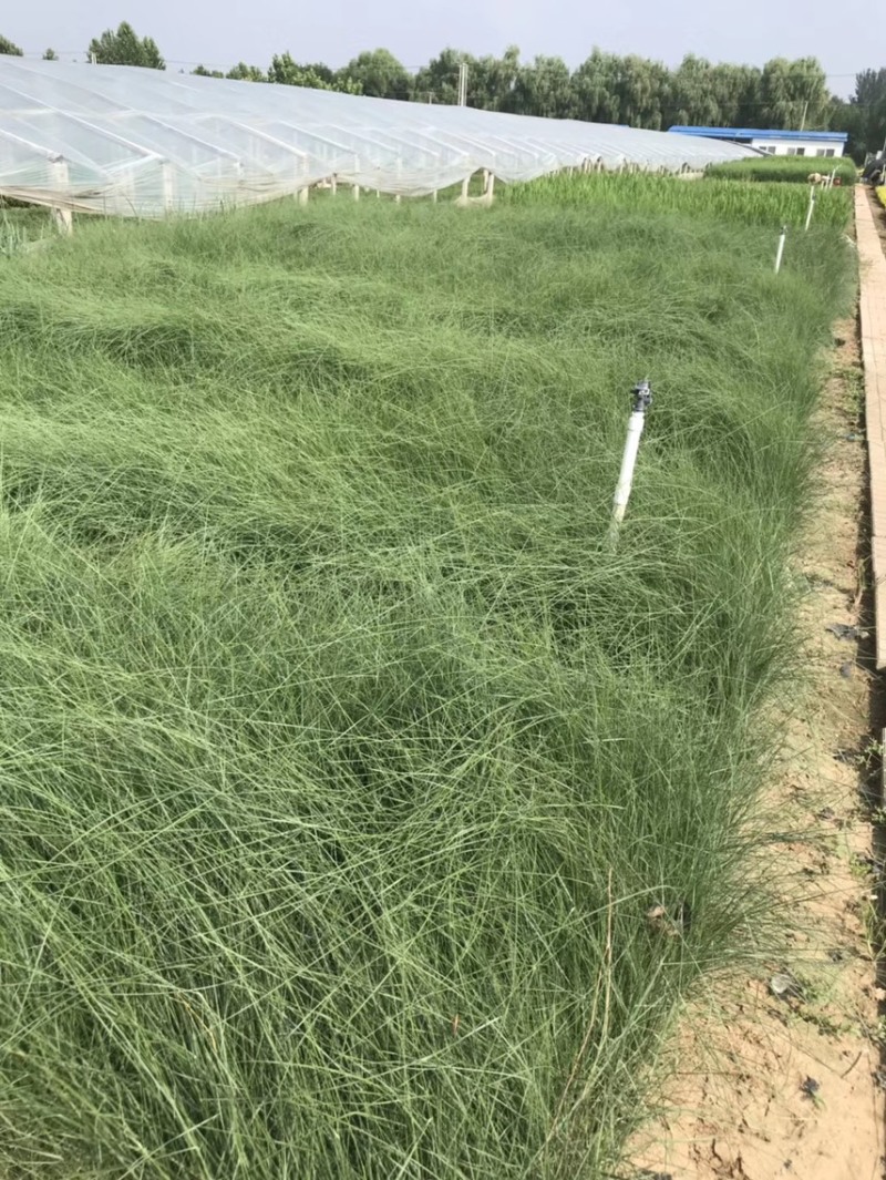 粉黛乱子草基地自产自销