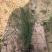 粉黛乱子草基地自产自销