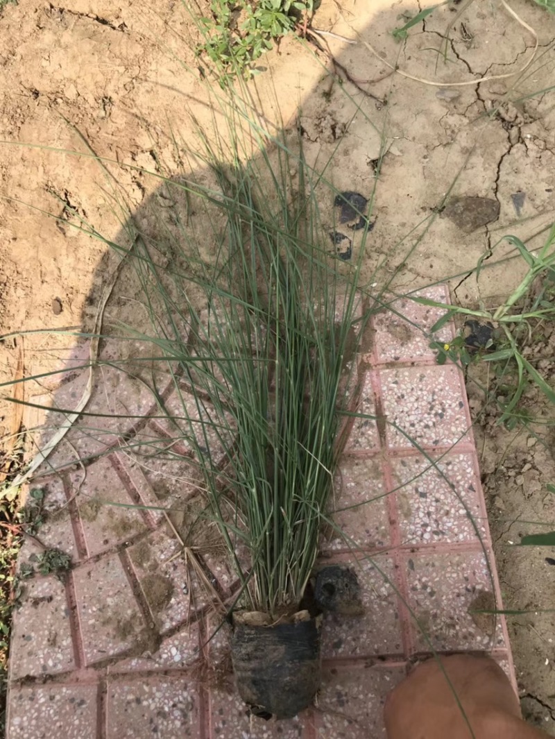 粉黛乱子草基地自产自销