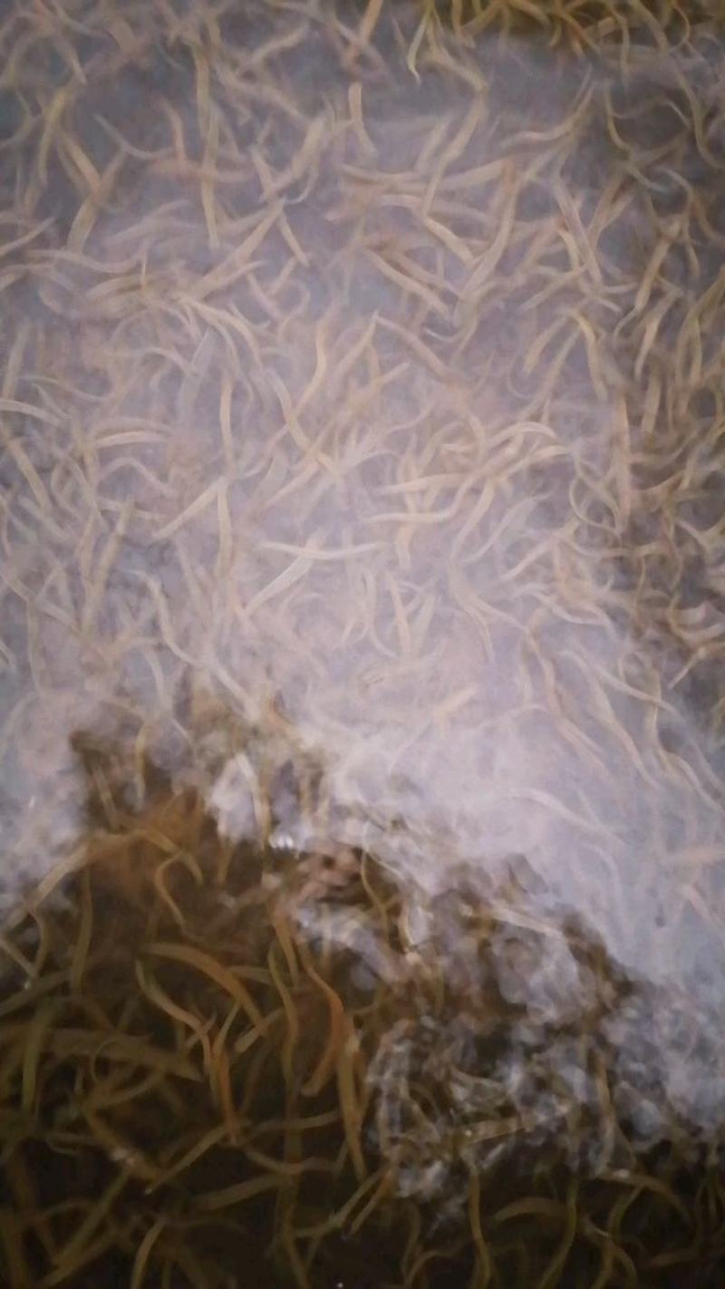自孵自养菲牛蛭开口苗养殖周期短生长速度快一手货源