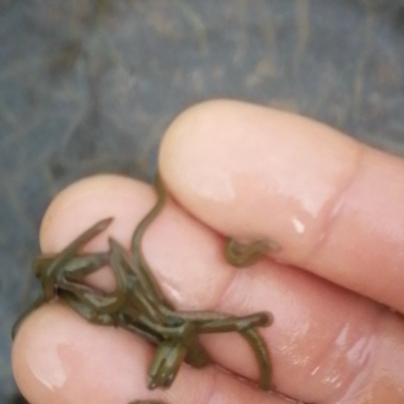 自孵自养菲牛蛭开口苗养殖周期短生长速度快一手货源