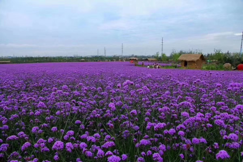 马鞭草批发基地马鞭草全国发货