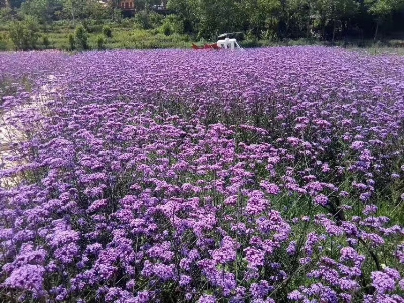 马鞭草批发基地马鞭草全国发货