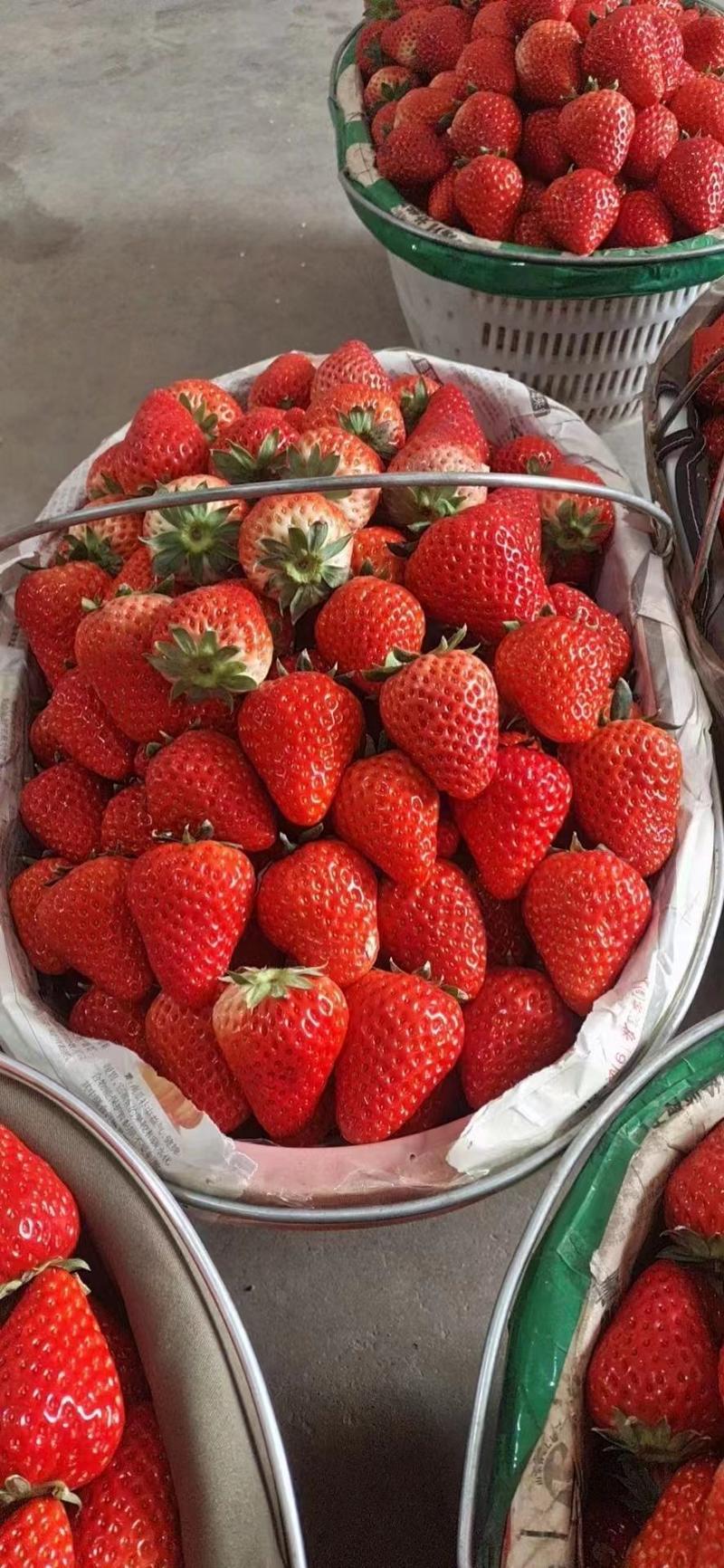 红颜草莓，安徽万亩基地一手货源欢迎采购，对接市场商超