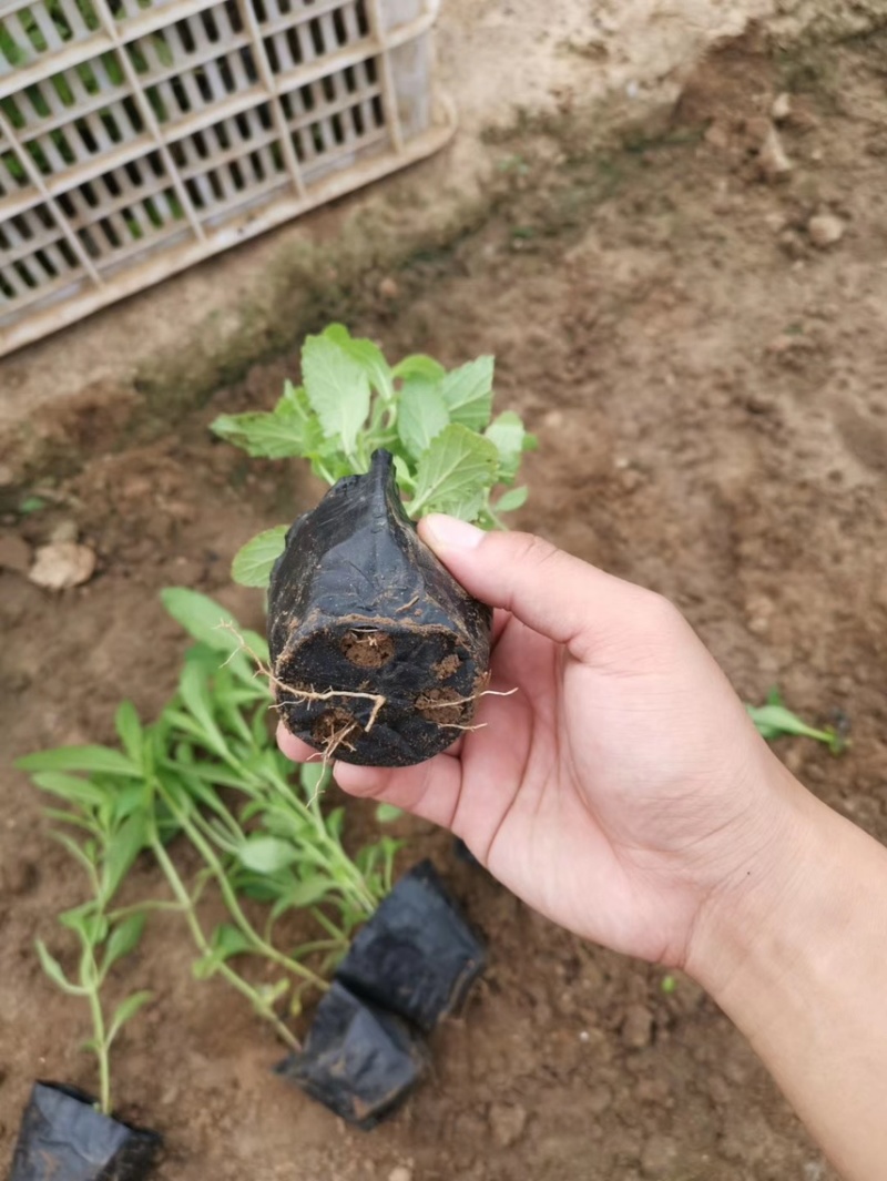 马鞭草批发基地马鞭草全国发货