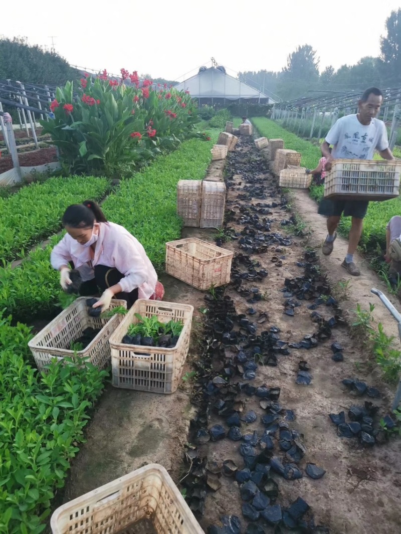 马鞭草批发基地马鞭草全国发货