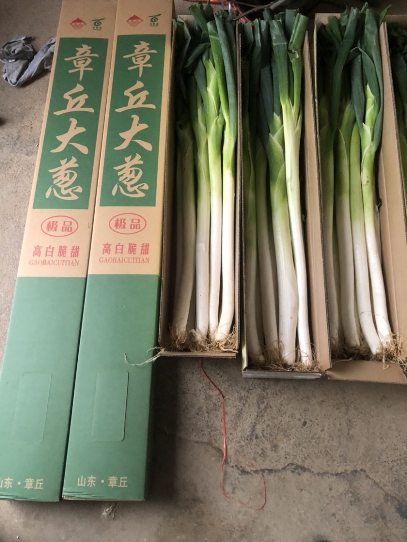 大葱精品礼盒山东特产北京全国发货