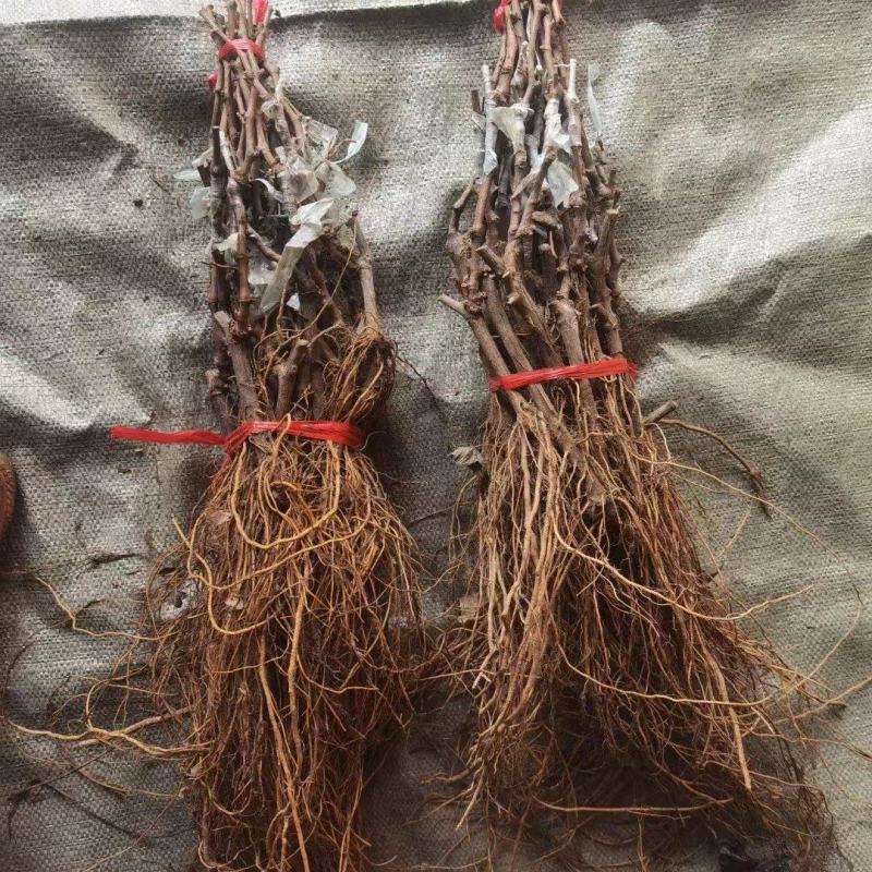 阳光玫瑰葡萄苗，夏黑，3309，5bb嫁接苗和直根苗。