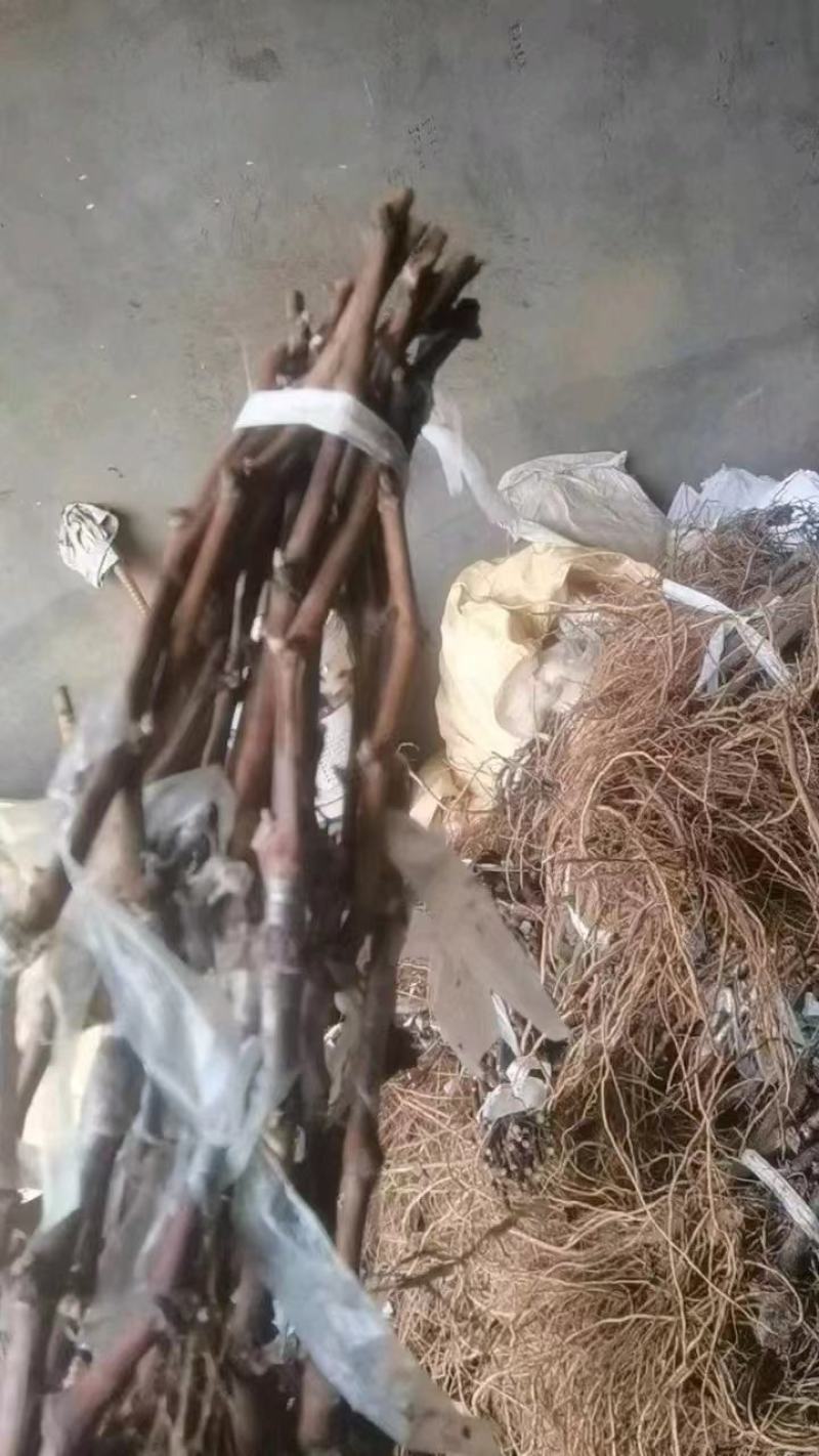 阳光玫瑰葡萄苗，夏黑，3309，5bb嫁接苗和直根苗。
