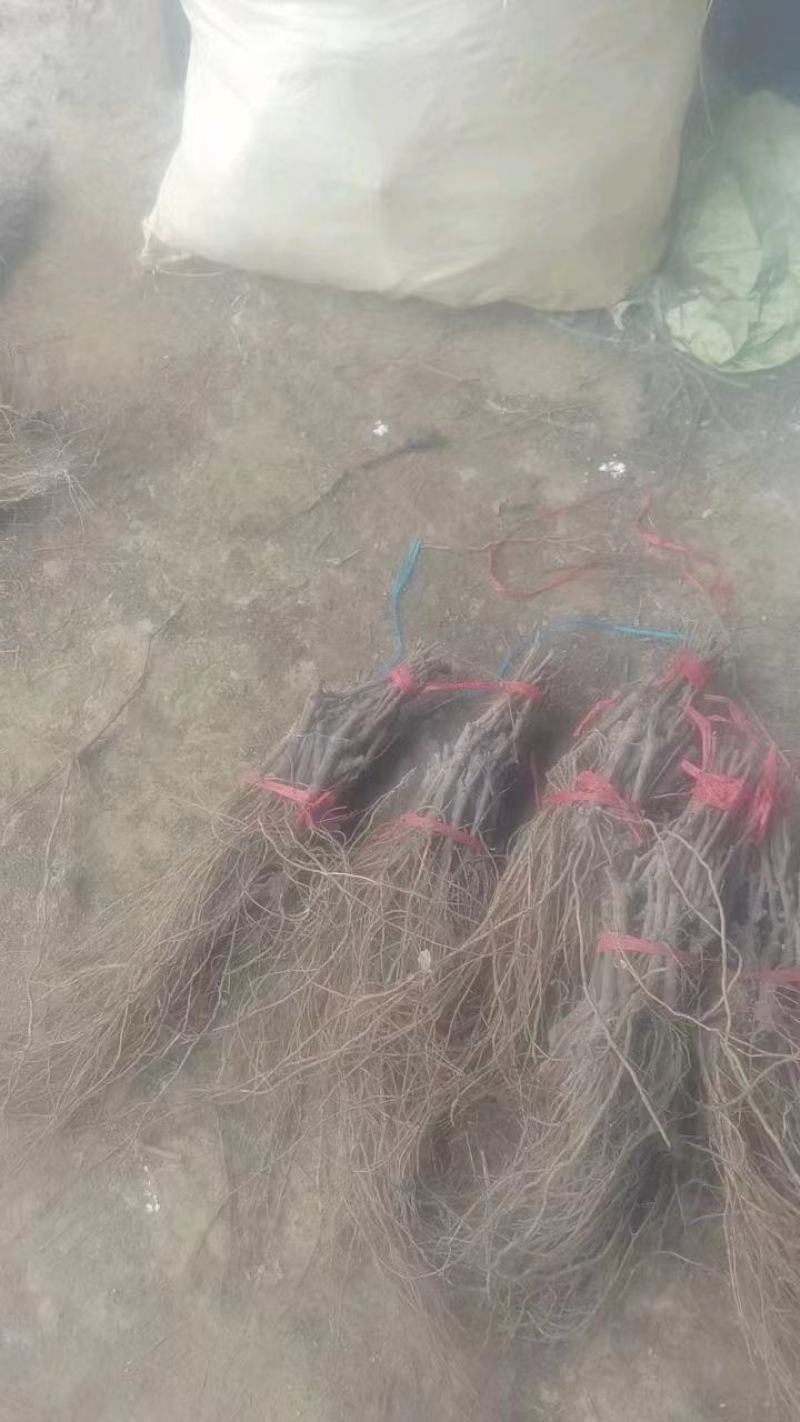阳光玫瑰葡萄苗，夏黑，3309，5bb嫁接苗和直根苗。
