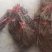 阳光玫瑰葡萄苗，夏黑，3309，5bb嫁接苗和直根苗。