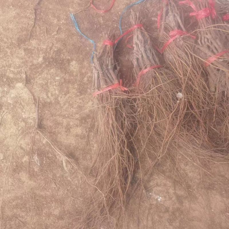 阳光玫瑰葡萄苗，夏黑，3309，5bb嫁接苗和直根苗。