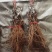 阳光玫瑰葡萄苗，夏黑，3309，5bb嫁接苗和直根苗。