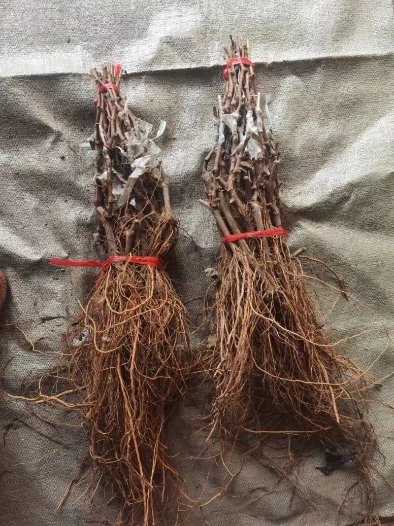 阳光玫瑰葡萄苗，夏黑，3309，5bb嫁接苗和直根苗。