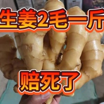 【安徽精品大黄姜】产地一手货源批发《保质保量/坏烂包赔》