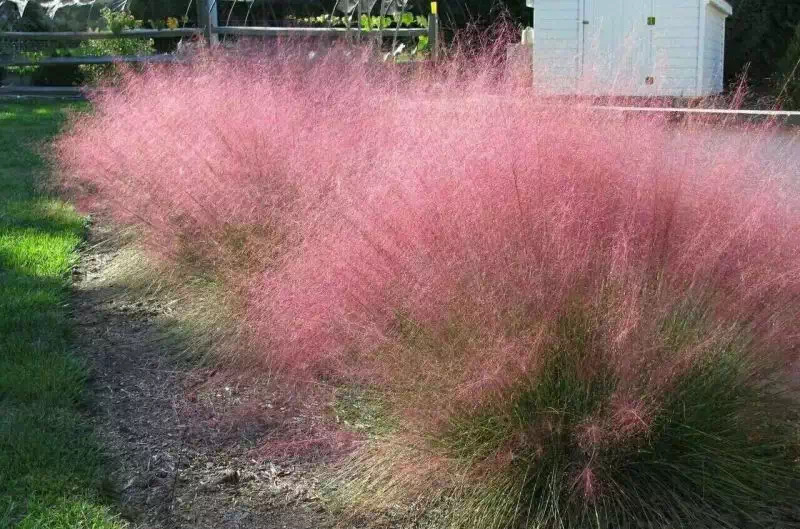 粉黛乱子草批发基地全国发货