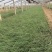 粉黛乱子草批发基地全国发货