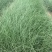 粉黛乱子草批发基地全国发货