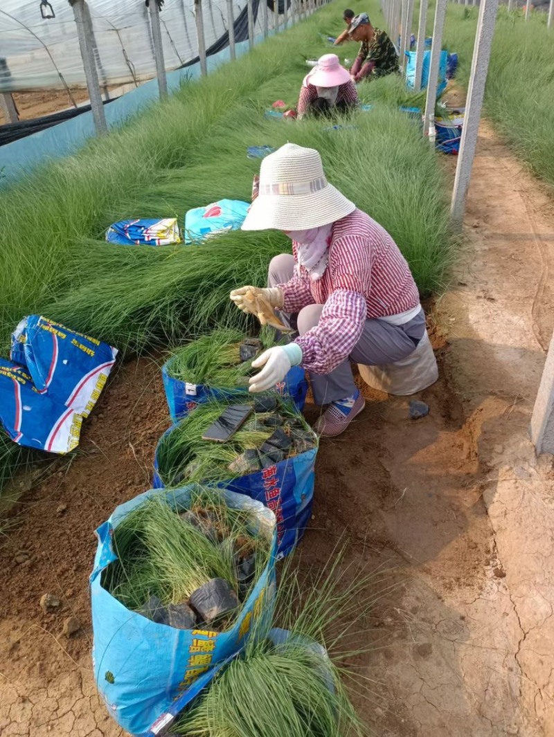 粉黛乱子草批发基地全国发货