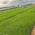粉黛乱子草批发基地全国发货