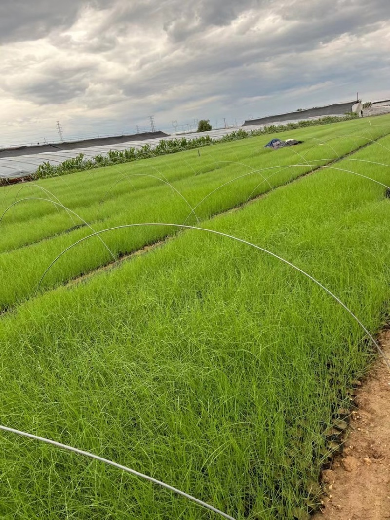 粉黛乱子草批发基地全国发货