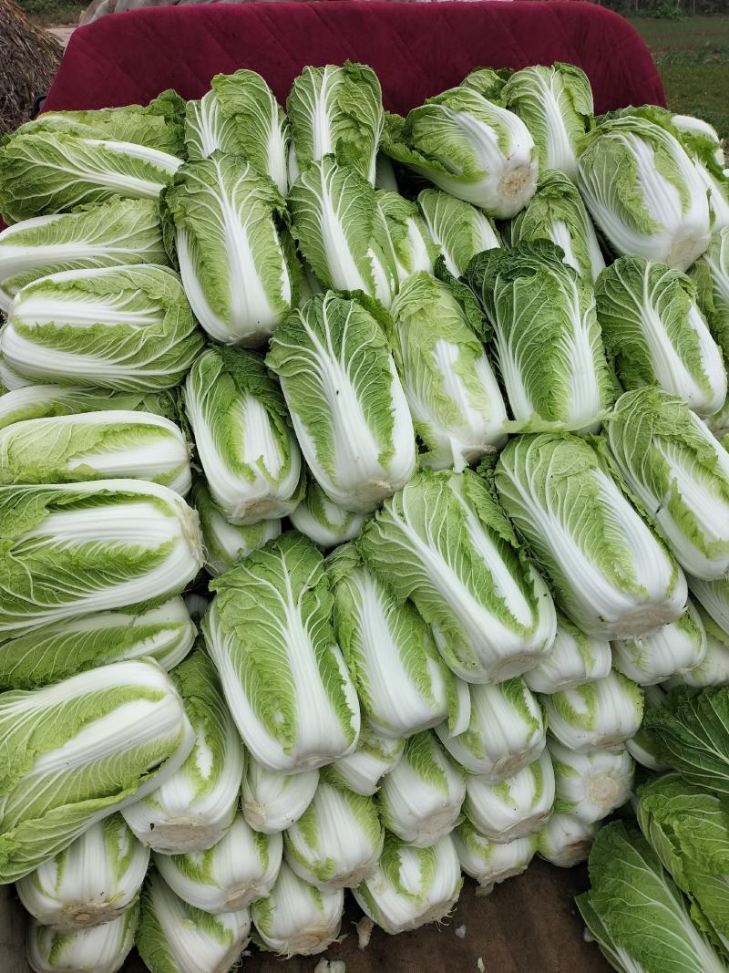 青杂白菜，精品白菜，产地直发绿翠源果蔬专业合作