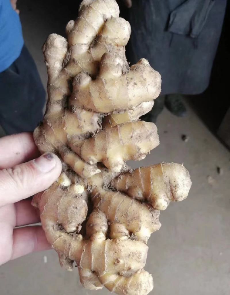 荐-【诚信经营】对接市场电商（沙土姜/水洗姜/风干姜）