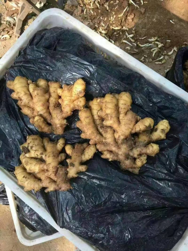 荐-【诚信经营】对接市场电商（沙土姜/水洗姜/风干姜）