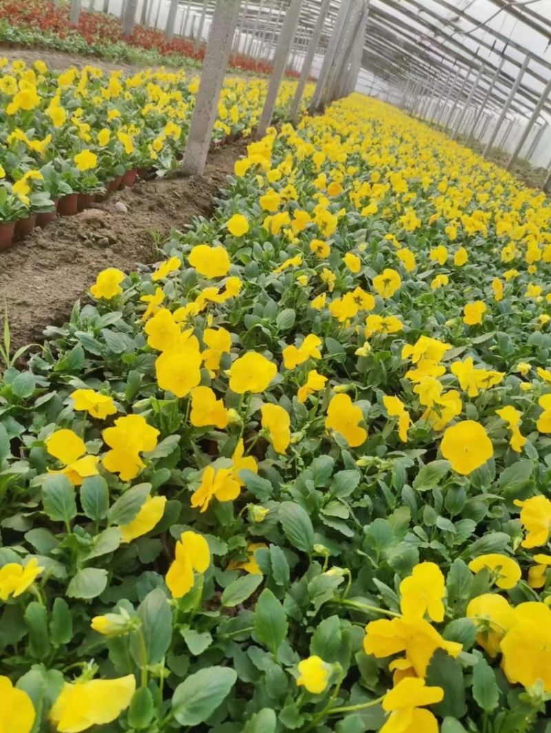 角堇现货供应角堇批发基地