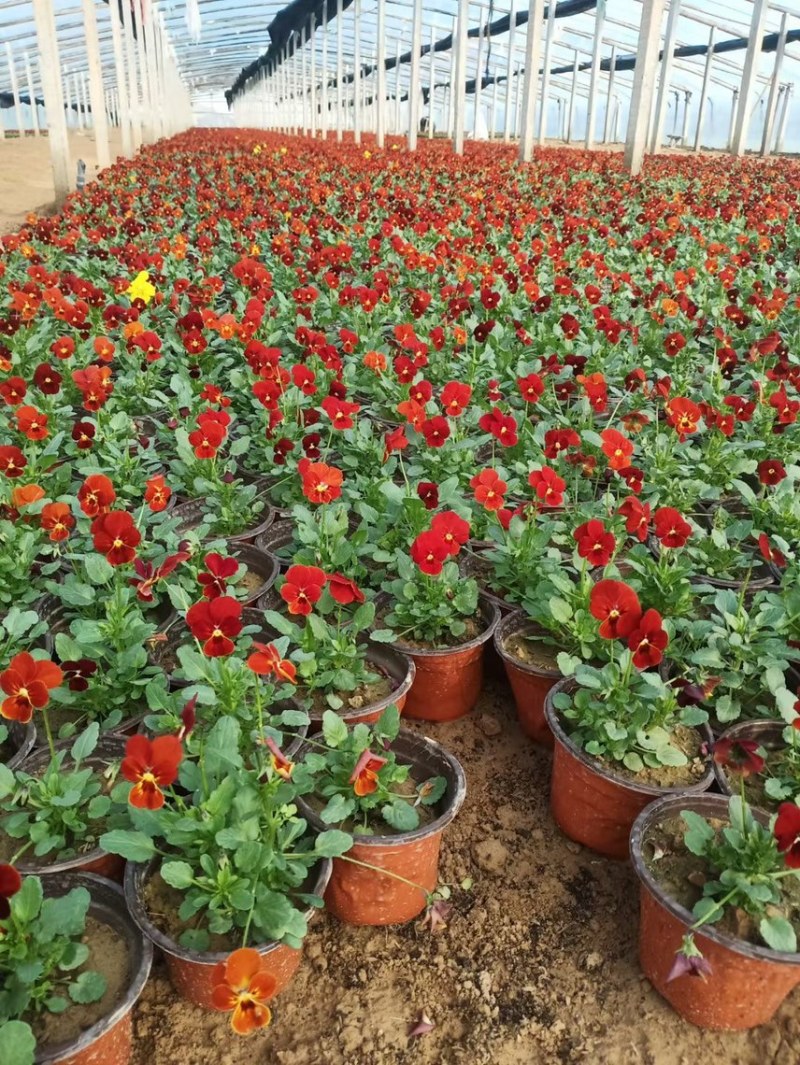 角堇现货供应角堇批发基地